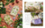 Inspirations - Embroidery Magazine from Australia, Issue #110, Stitching Sensations